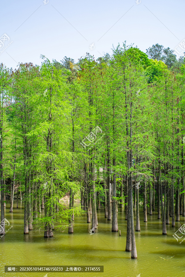 青山湖水上森林