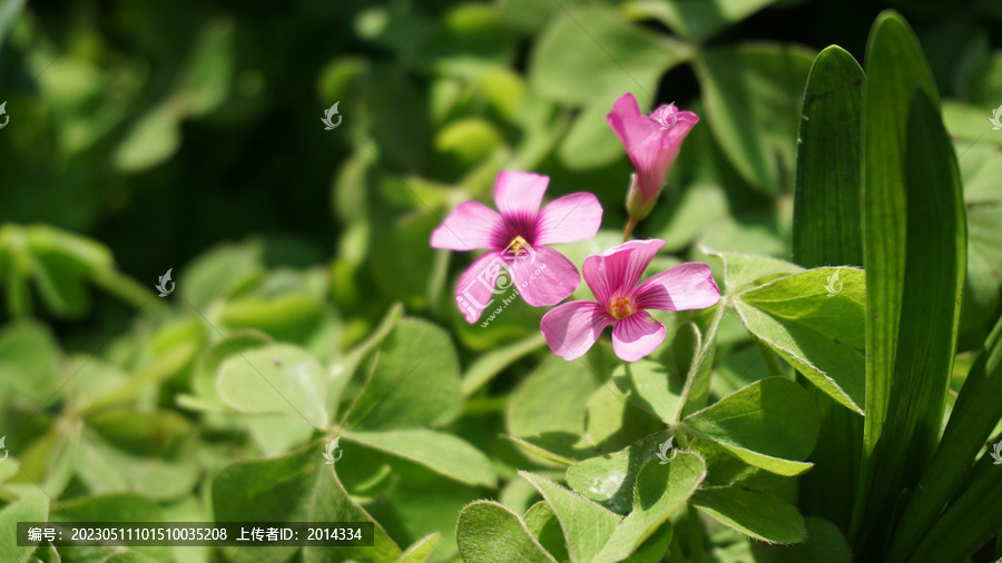 红花酢浆草