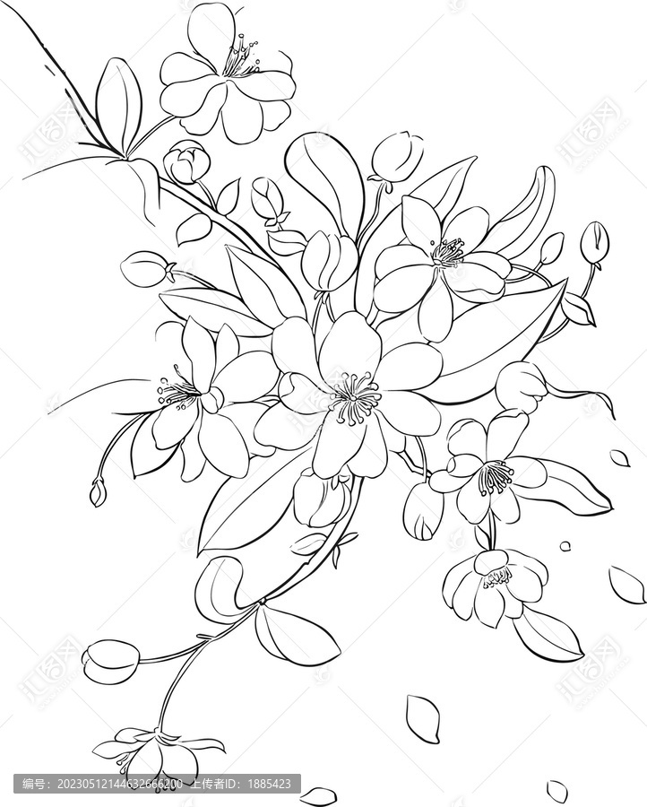 海棠花線稿白描手繪插畫