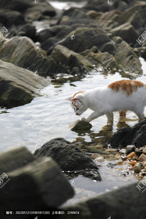 海边一只可爱的流浪猫