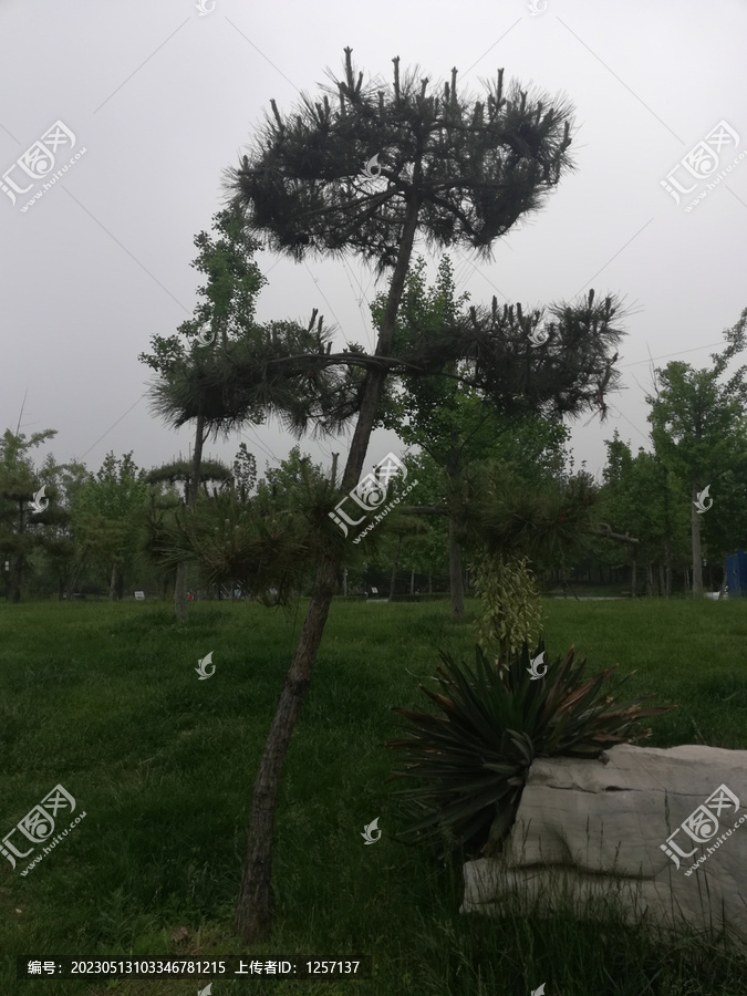 怪異的針葉松