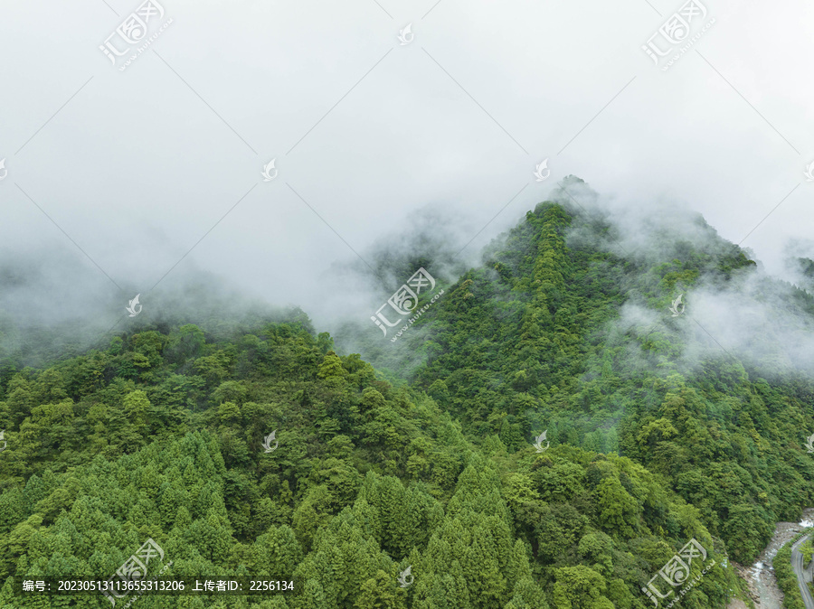 原始森林