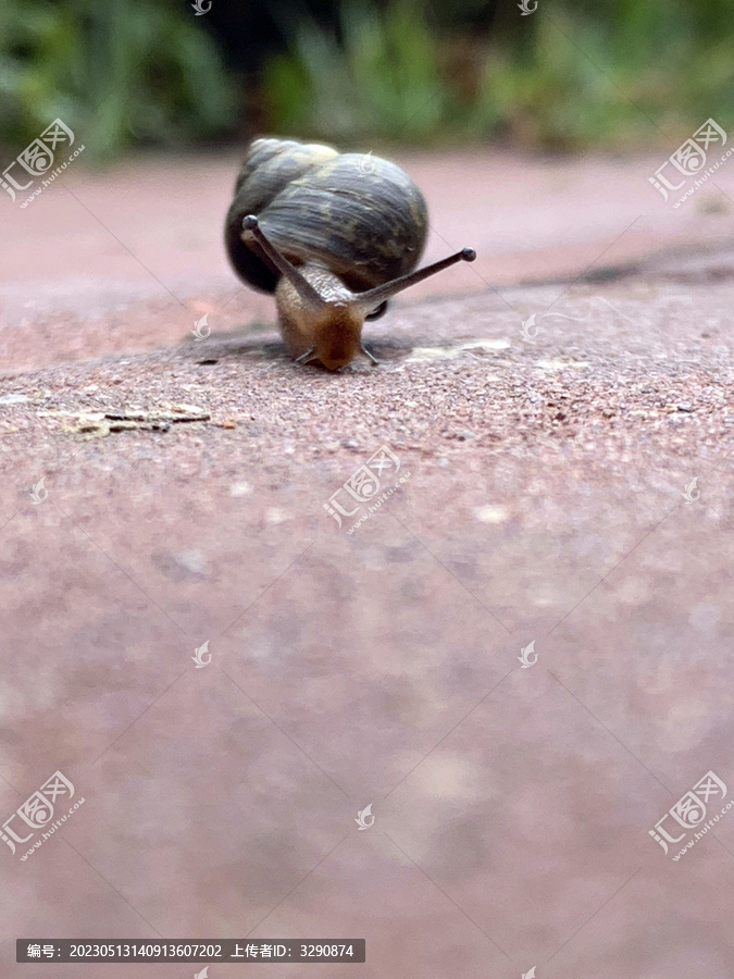 雨后地面上一只爬行的蜗牛