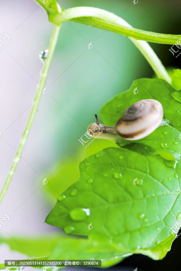 雨后绿色叶子上有只爬行的蜗牛