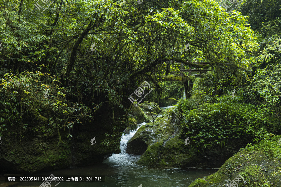 青城山森林