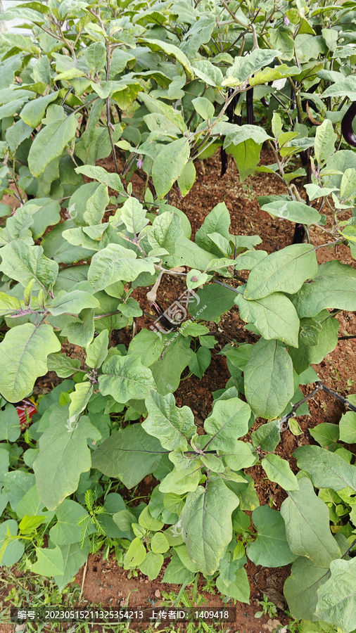 茄子植株