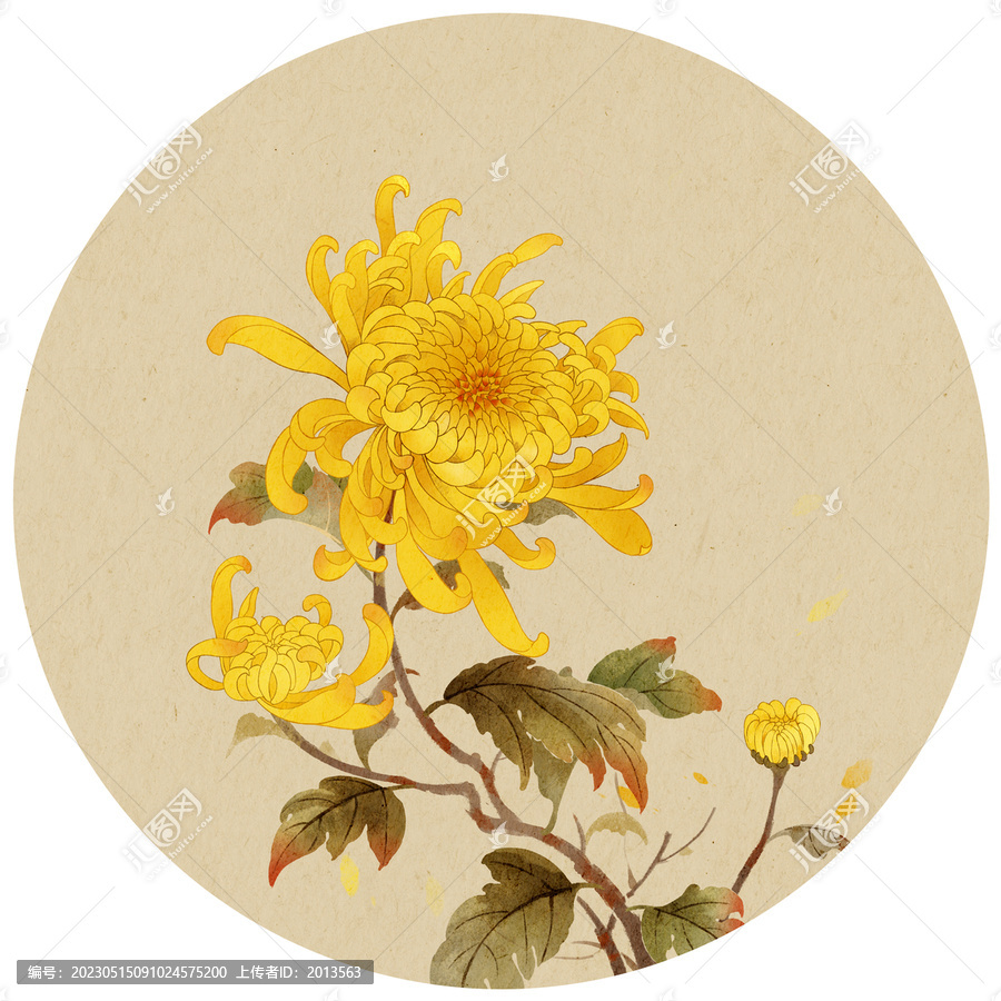 古風菊花插畫