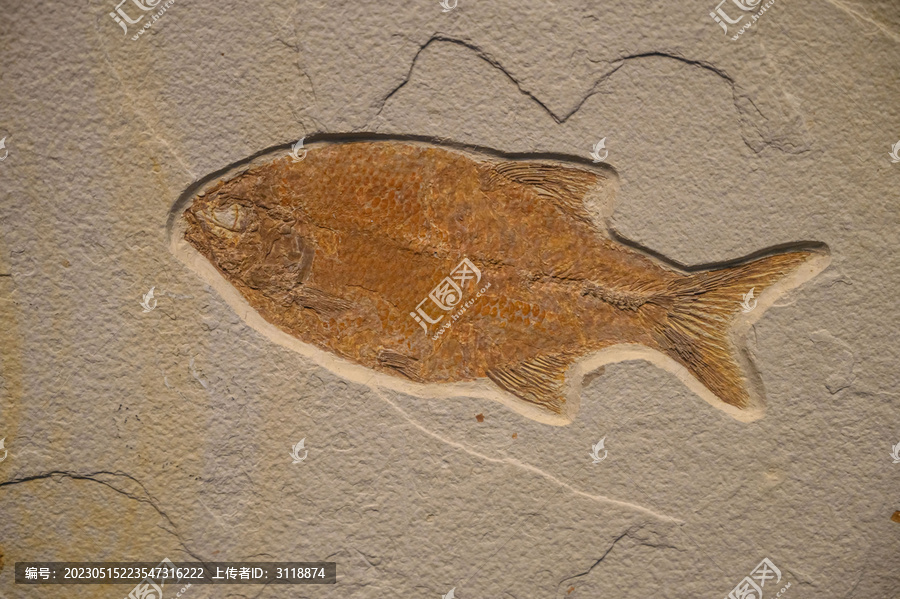 鱼古生物化石