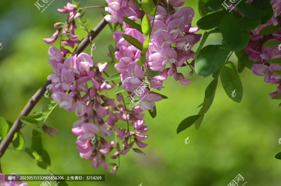 香花槐