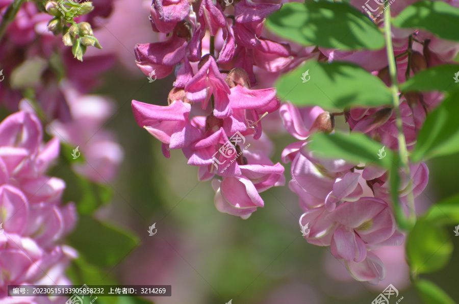 特写紫槐花