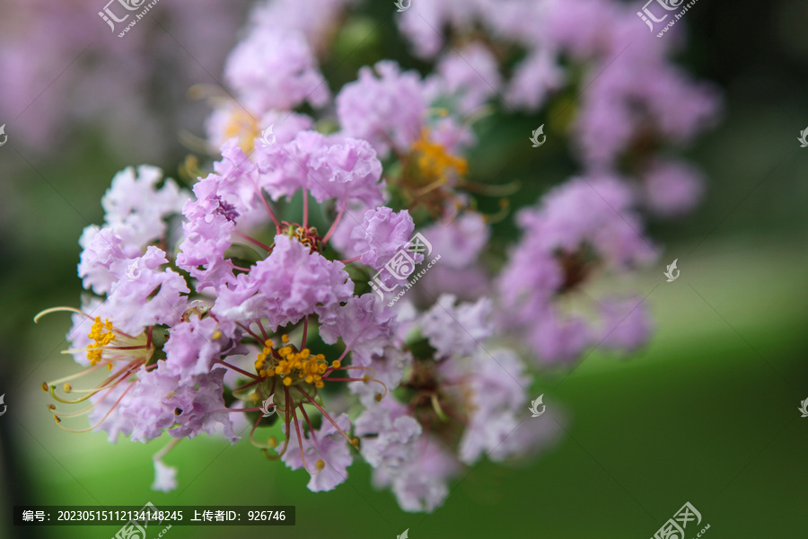 丁香花