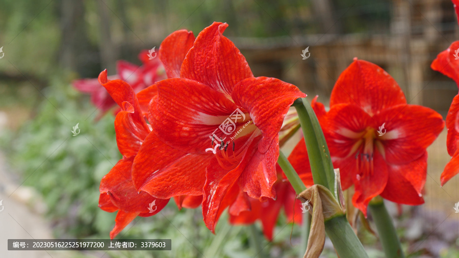 朱顶红花开正艳