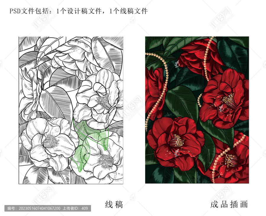 插畫茶花