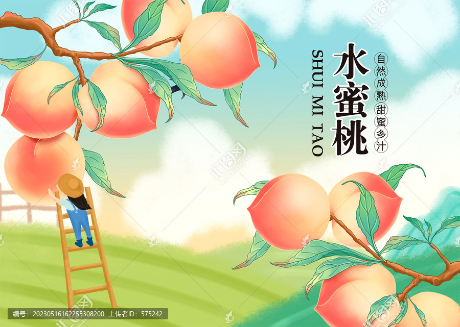 水蜜桃包裝插畫
