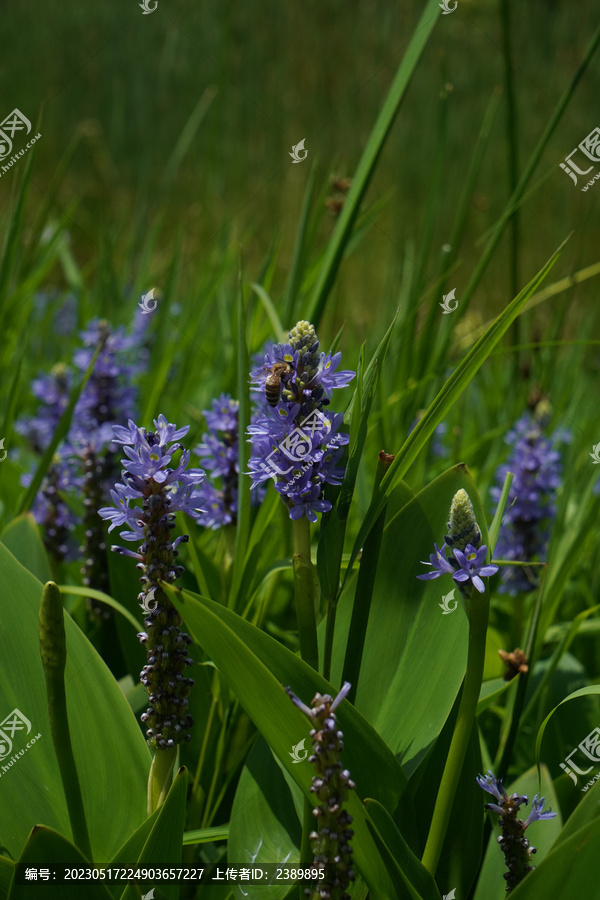 梭鱼草花朵湿地水生植物