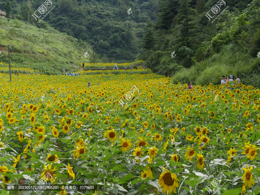 开花的向日葵