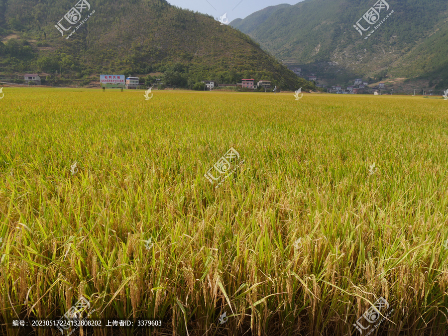 稻田里的水稻成熟