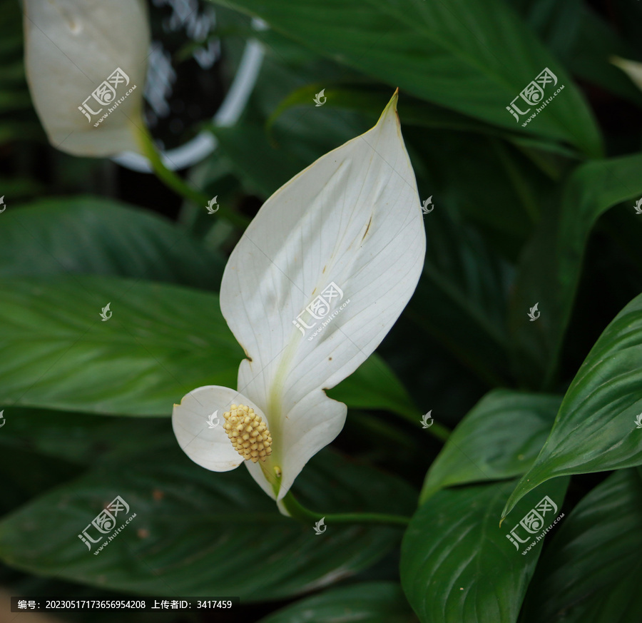 植物特写白掌白鹤芋