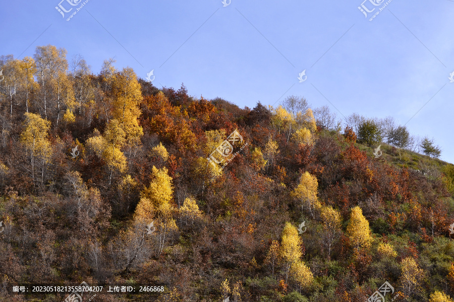 秋山景韵