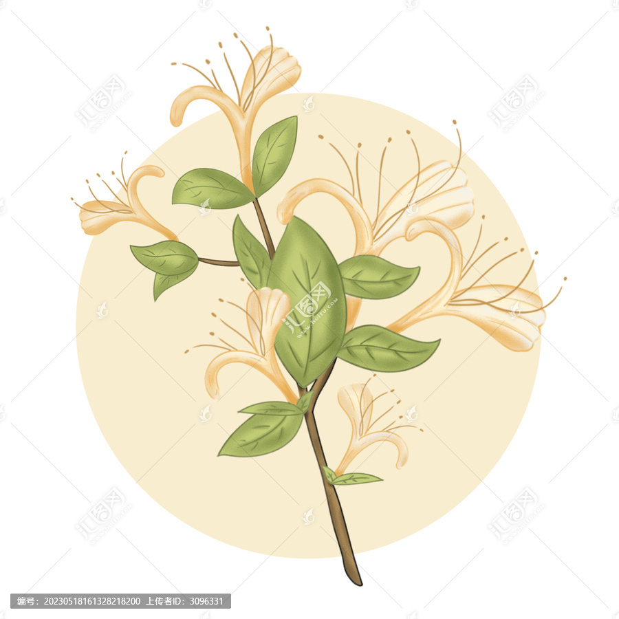 金銀花手繪插畫線稿