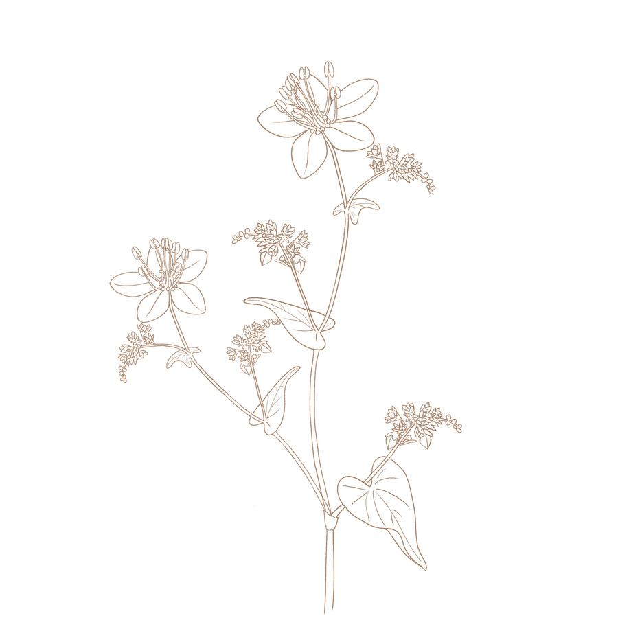 黑苦蕎插畫(huà)手繪線稿