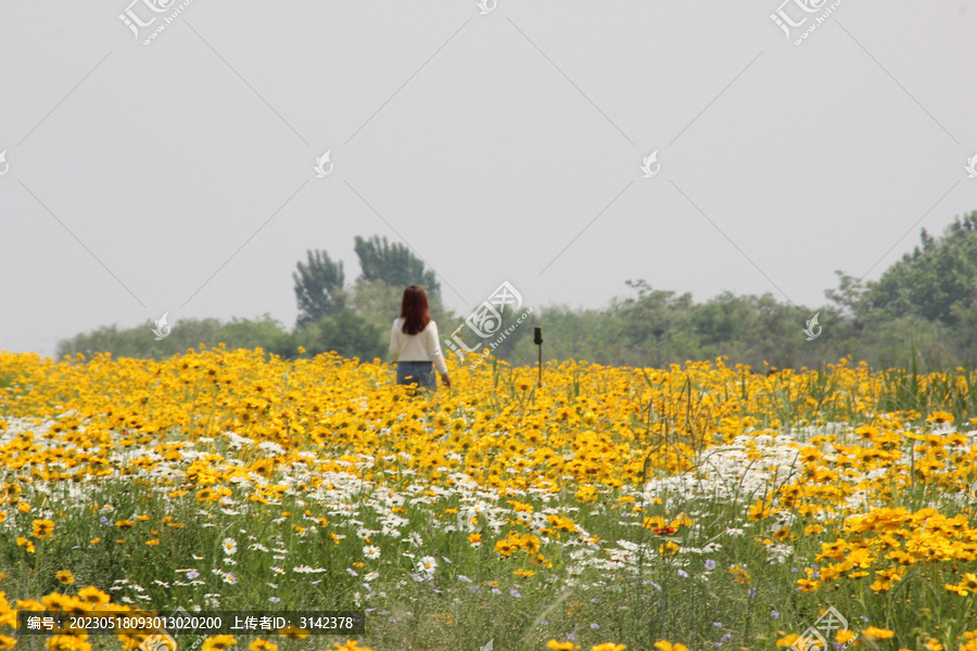 花与少女