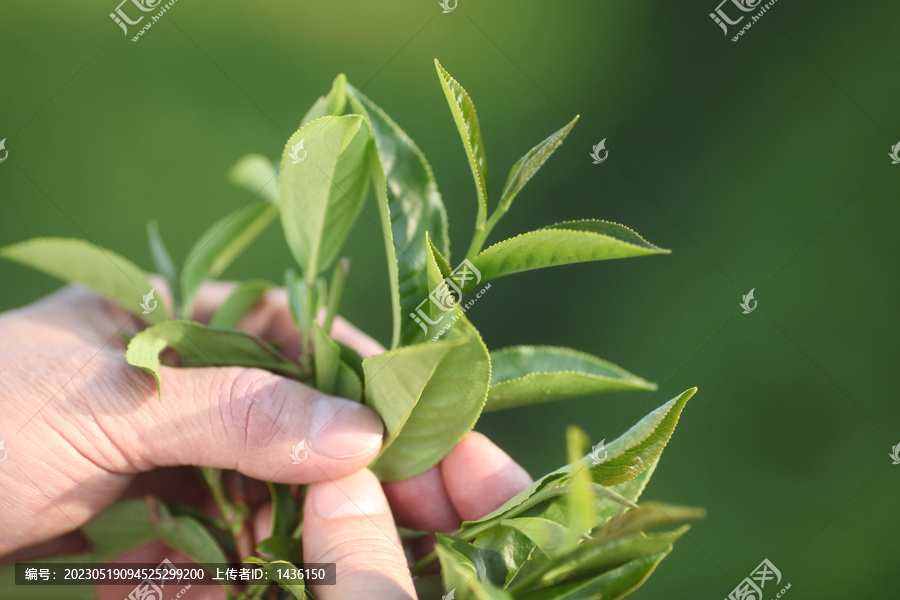 采摘新茶