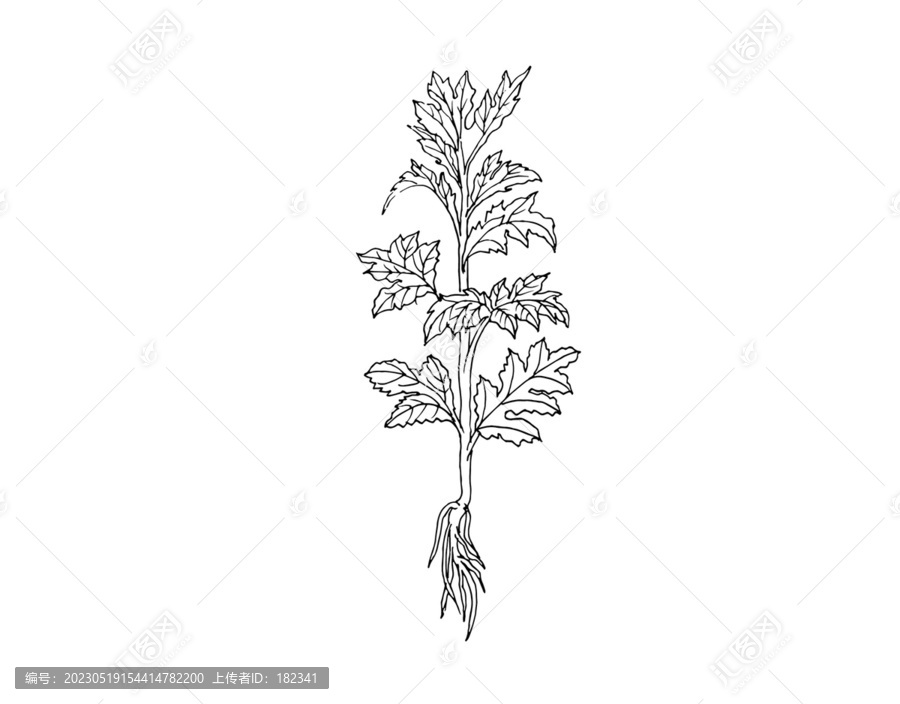 艾草