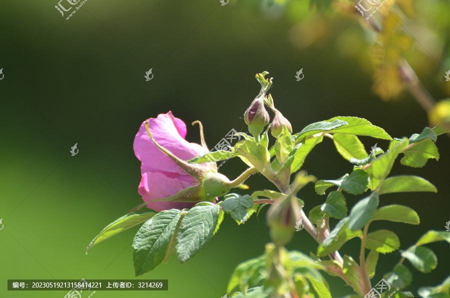 玫瑰花朵花蕾