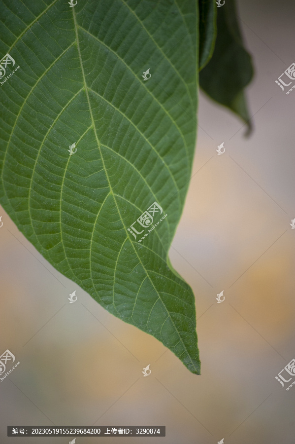 夏天一片清新的绿色树叶