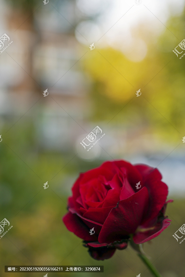 草丛里一朵美丽的红色的蔷薇花