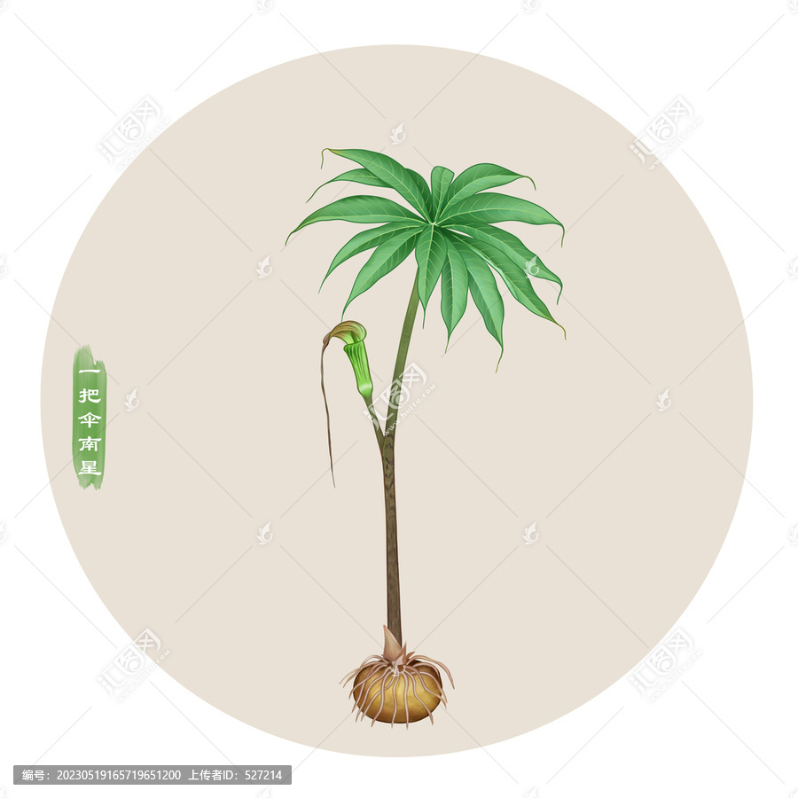 一把傘南星