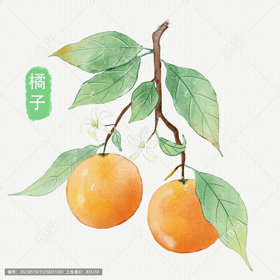手绘柑橘水果插画