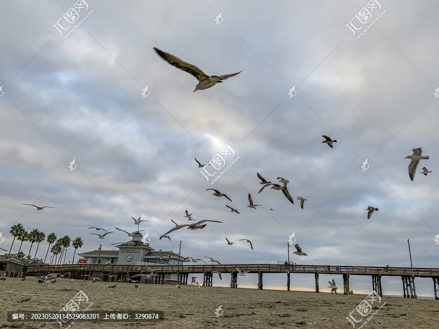 沙滩上无数的水鸟在飞翔