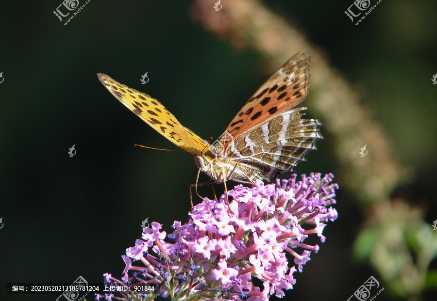醉鱼草上采蜜的一只银豹蛱蝶