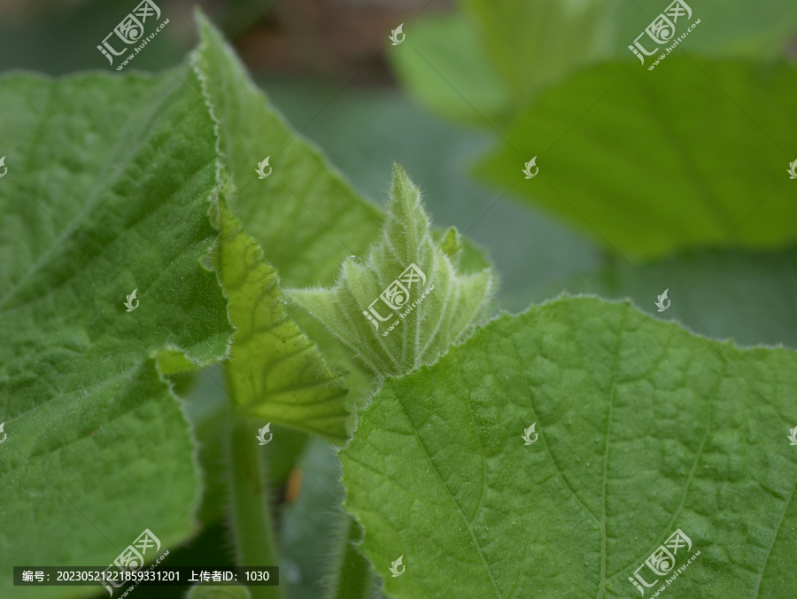 绿色植物