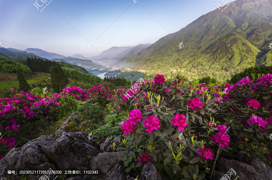 杜鹃开满山