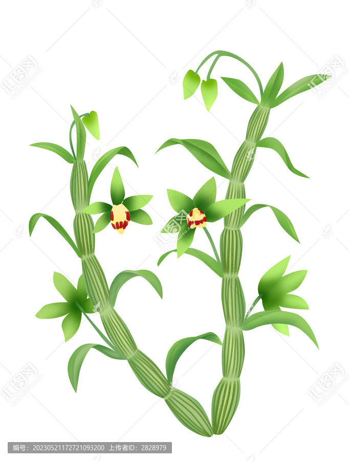 石斛插畫