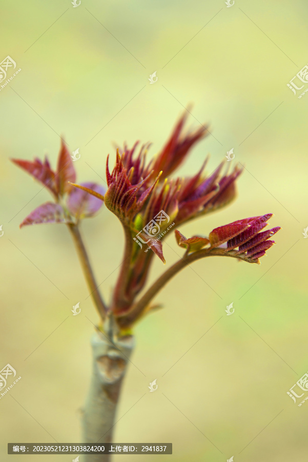 香椿芽