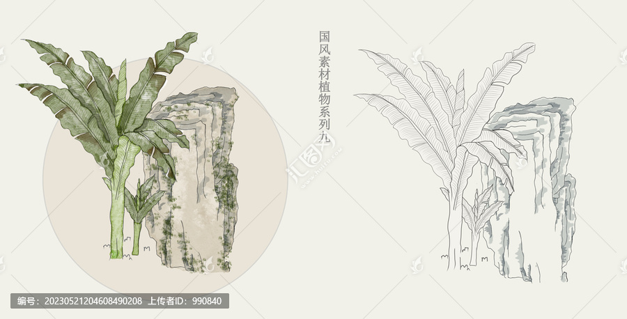 國(guó)畫風(fēng)植物綠芭蕉