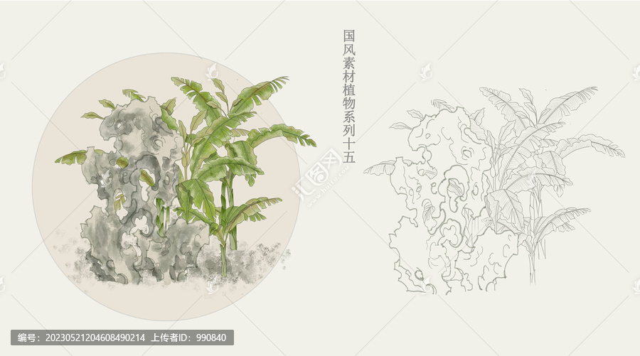 国画风植物芭蕉