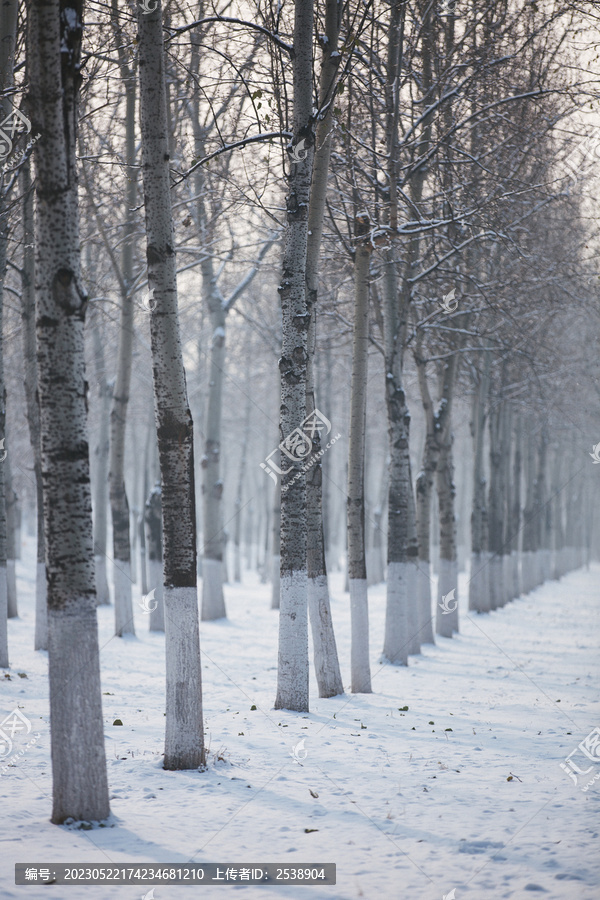 雪