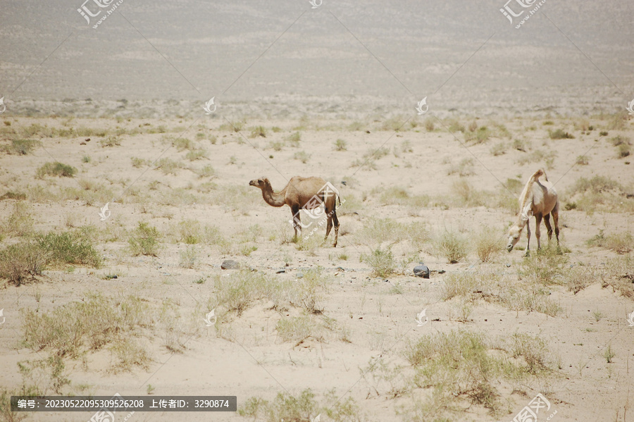 沙漠上有两只野骆驼