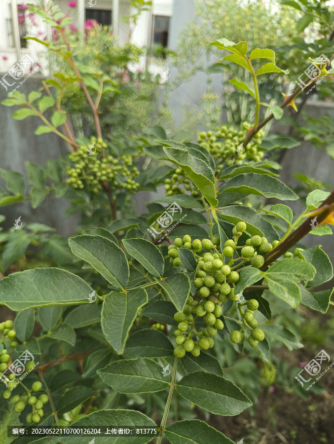 栽种青藤椒