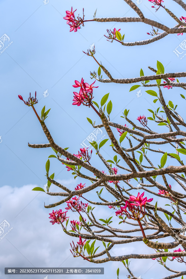 蓝天下的红鸡蛋花