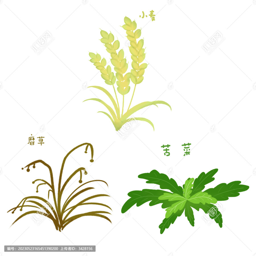 苦菜小麥靡草插圖