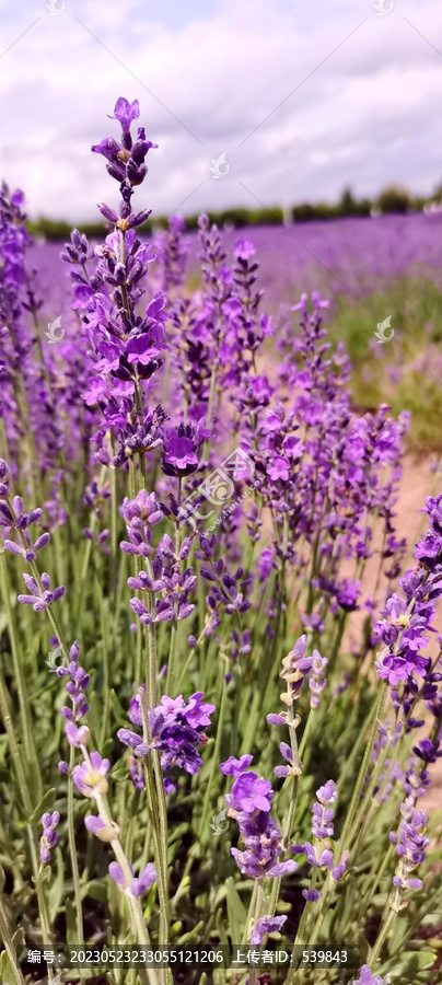 薰衣草花海