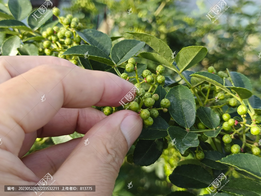 枝头摘青花椒