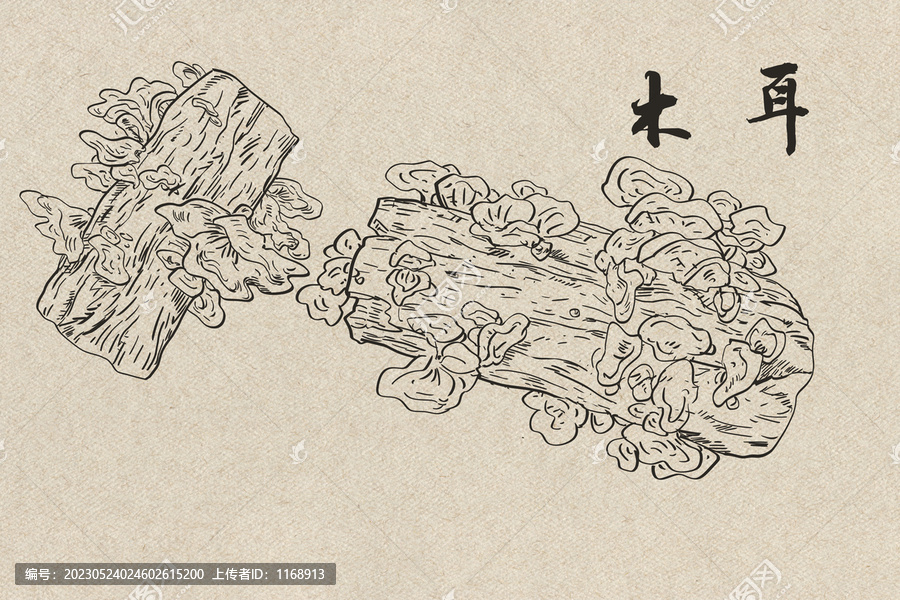 木耳插畫