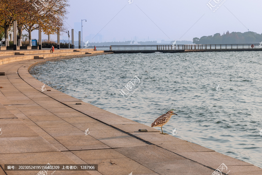 金鸡湖印象